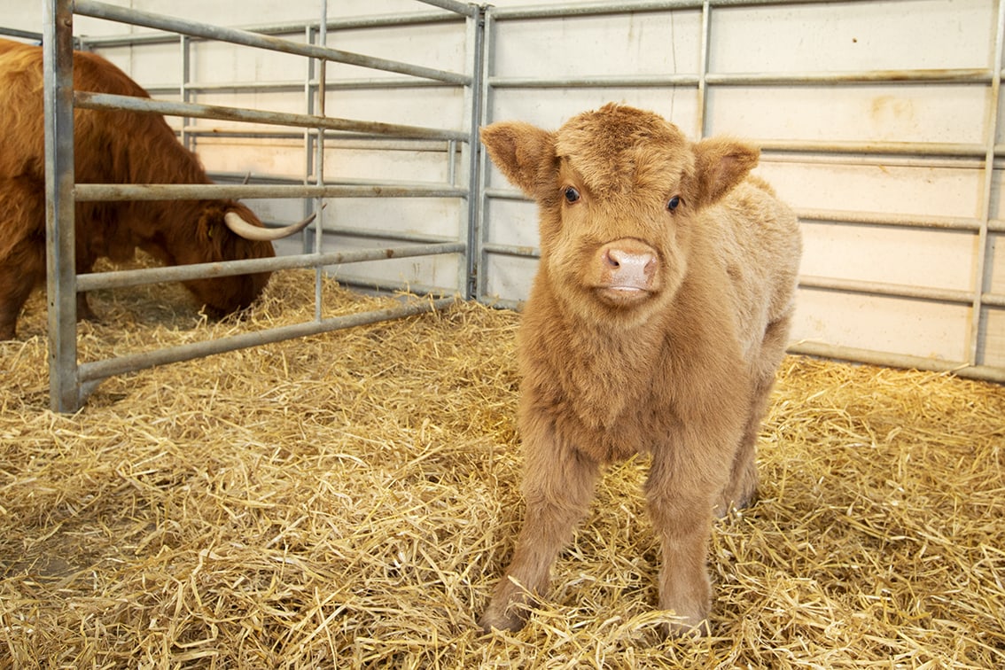 Broad Bay Highland Cattle Fold Imagery by Jade Starmore