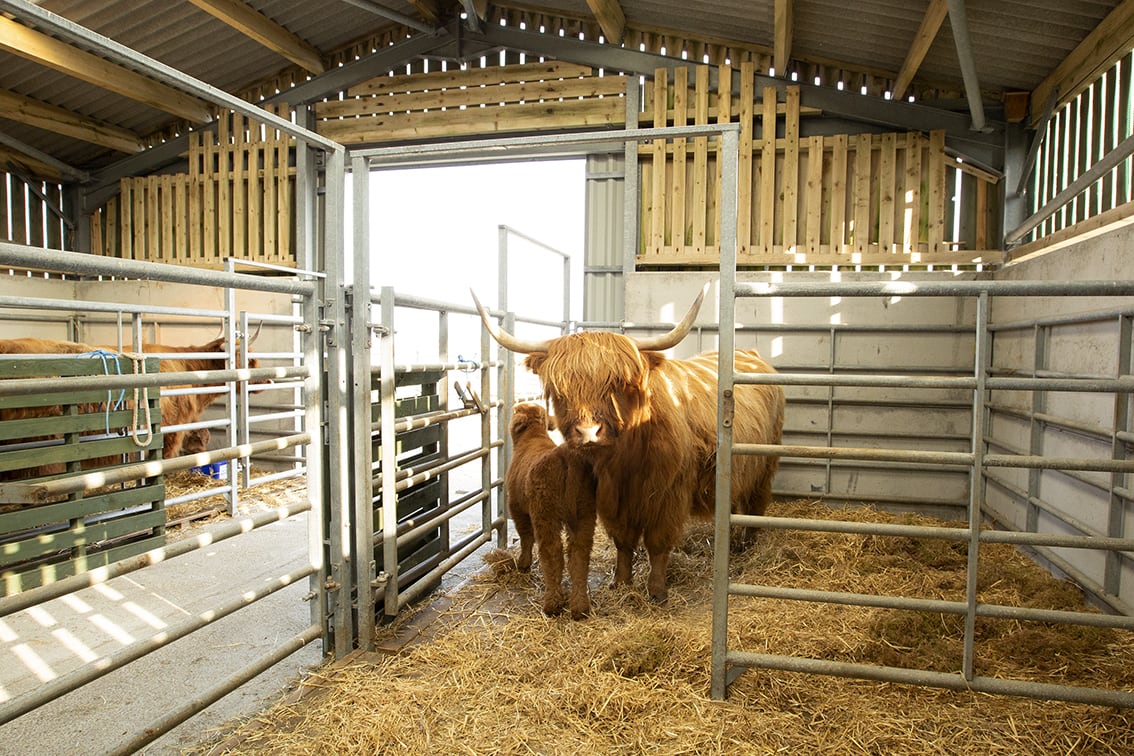 Broad Bay Highland Cattle Fold Imagery by Jade Starmore