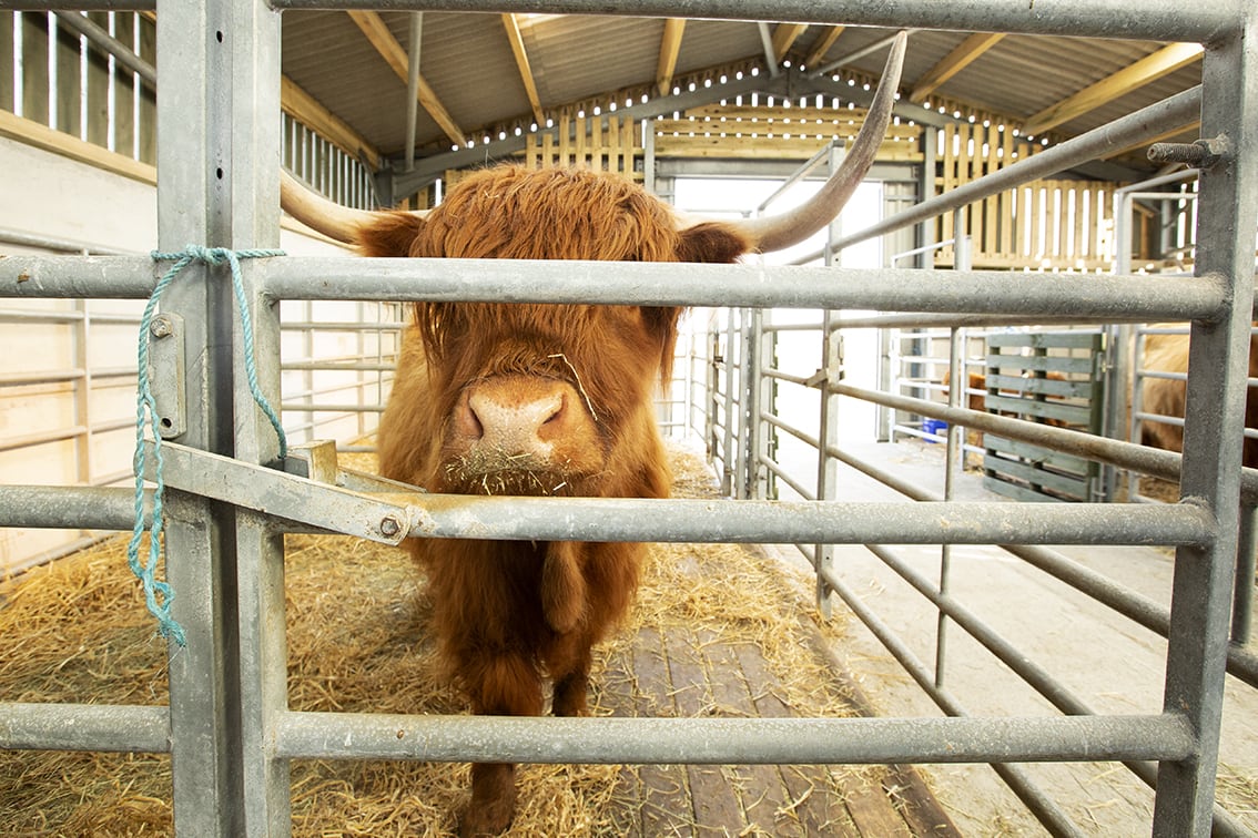 Broad Bay Highland Cattle Fold Imagery by Jade Starmore