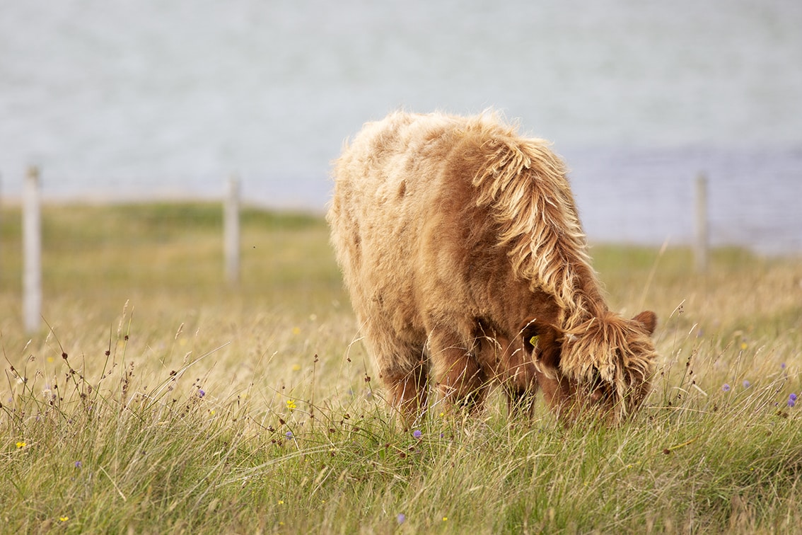 Broad Bay Highland Cattle Fold Imagery by Jade Starmore