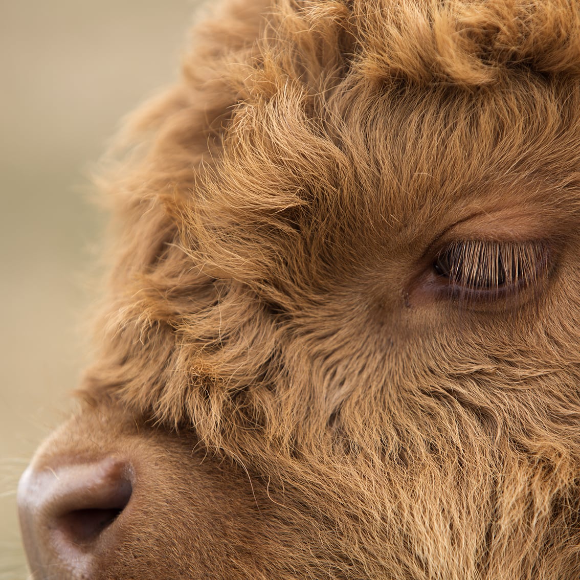 Broad Bay Highland Cattle Fold Imagery by Jade Starmore Broad Bay Highland Cattle Fold Imagery by Jade Starmore