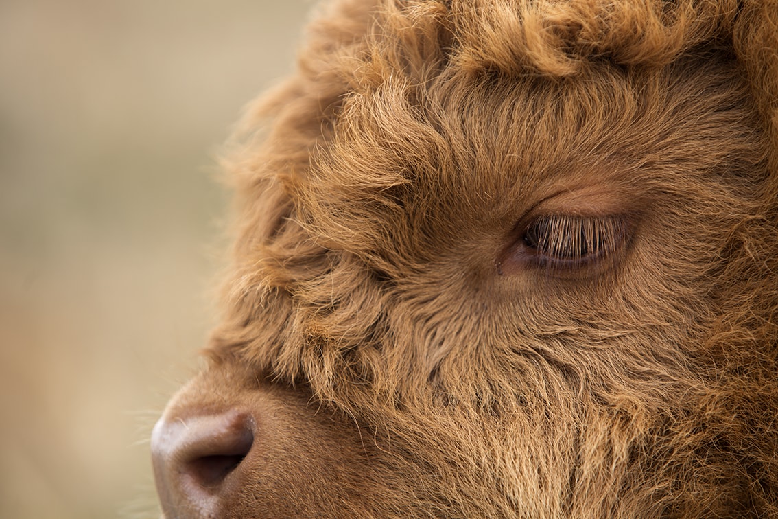 Broad Bay Highland Cattle Fold Imagery by Jade Starmore