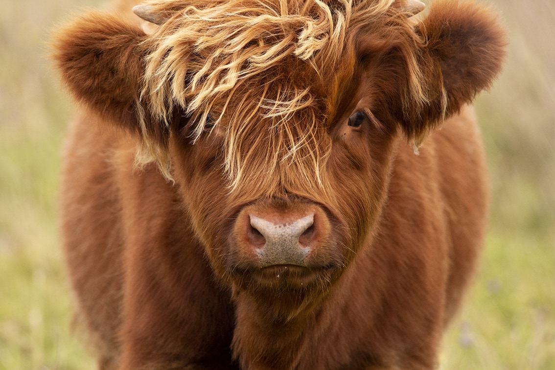 Broad Bay Highland Cattle Fold Imagery by Jade Starmore