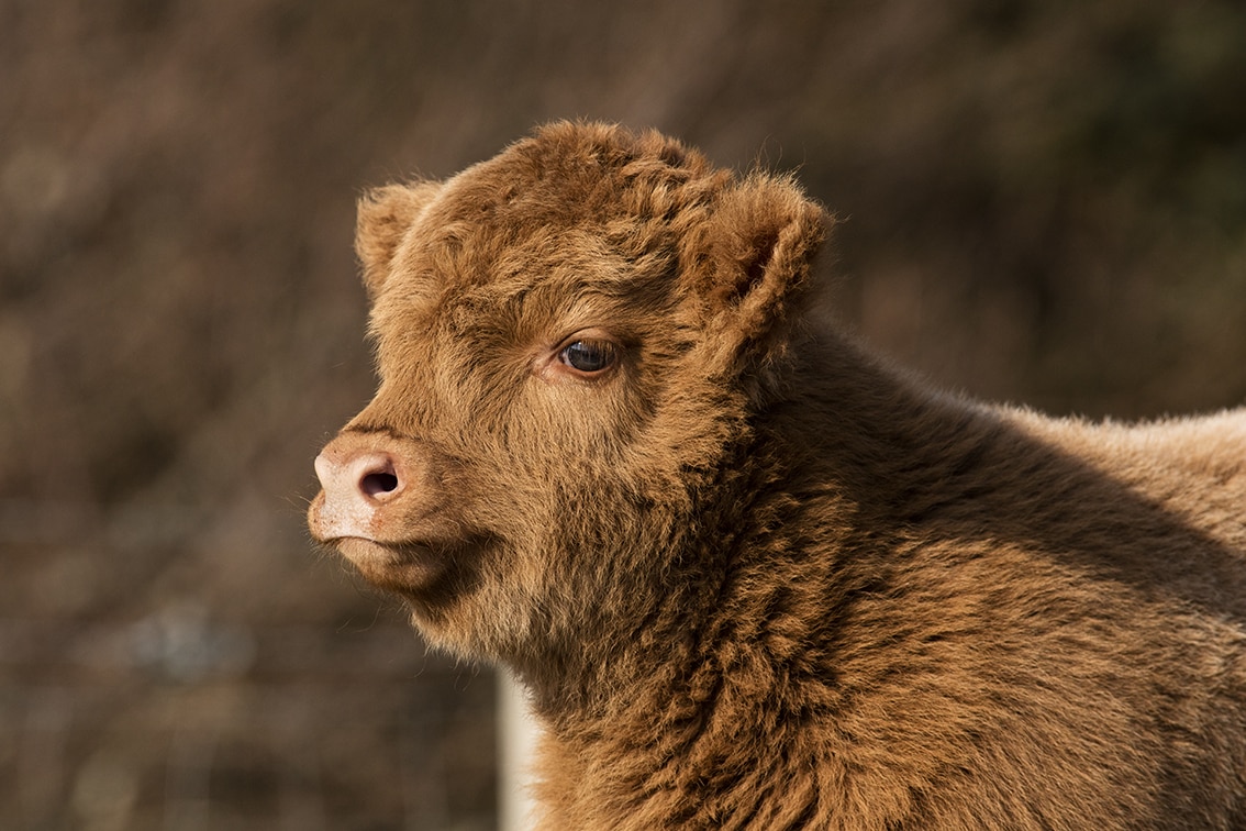 Broad Bay Highland Cattle Fold Imagery by Jade Starmore