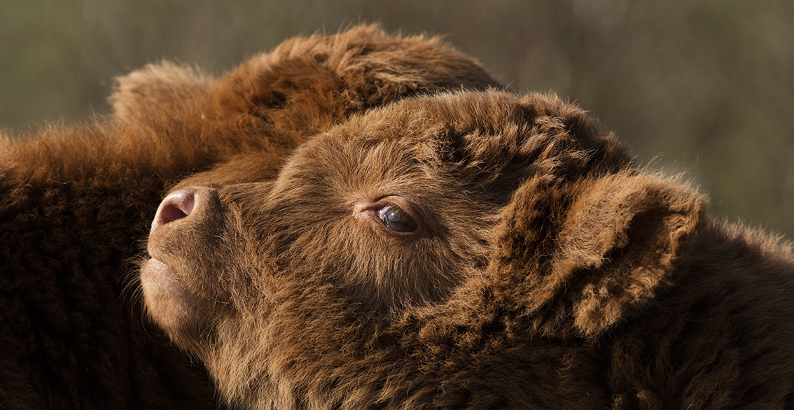 Broad Bay Highland Cattle Fold Imagery by Jade Starmore