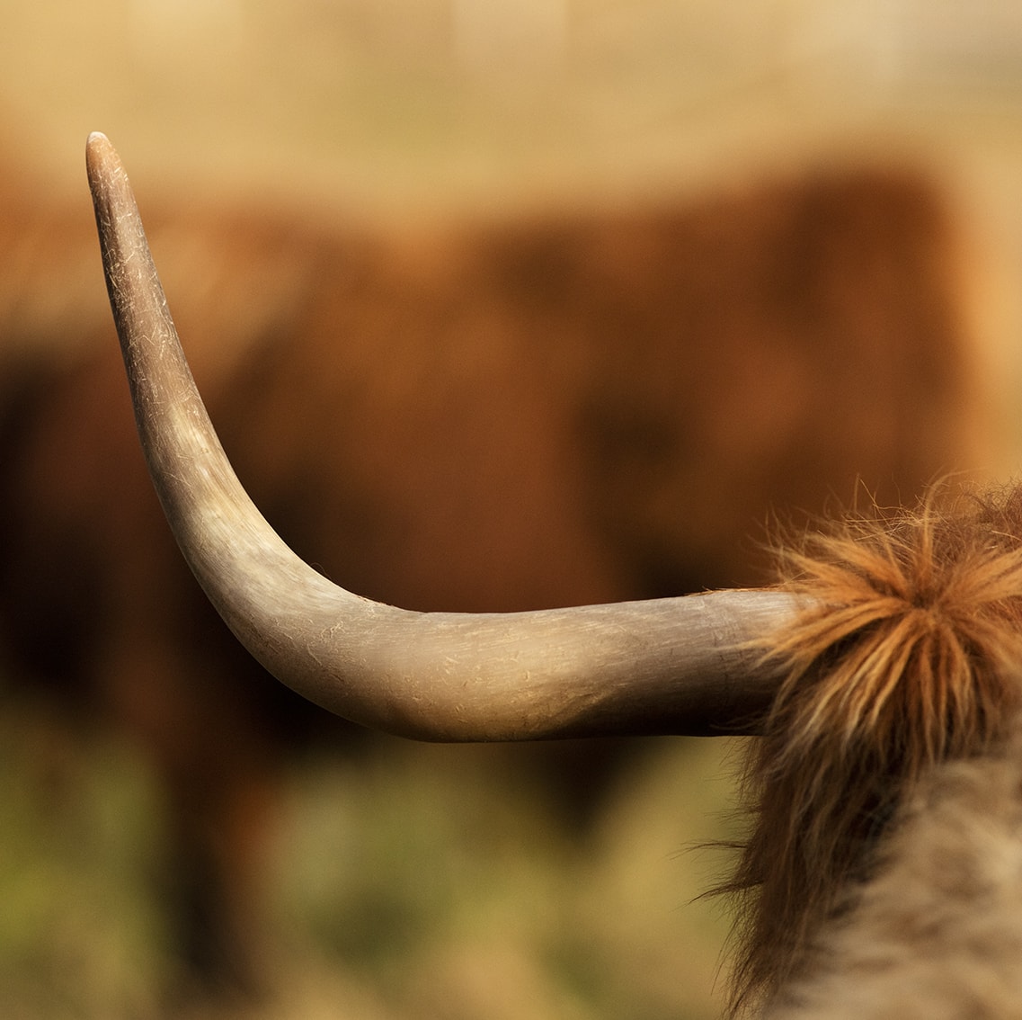 Broad Bay Highland Cattle Fold Imagery by Jade Starmore Broad Bay Highland Cattle Fold Imagery by Jade Starmore