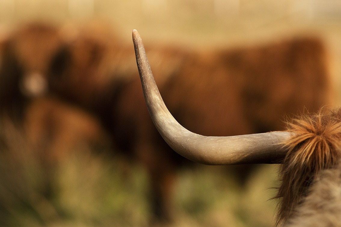 Broad Bay Highland Cattle Fold Imagery by Jade Starmore