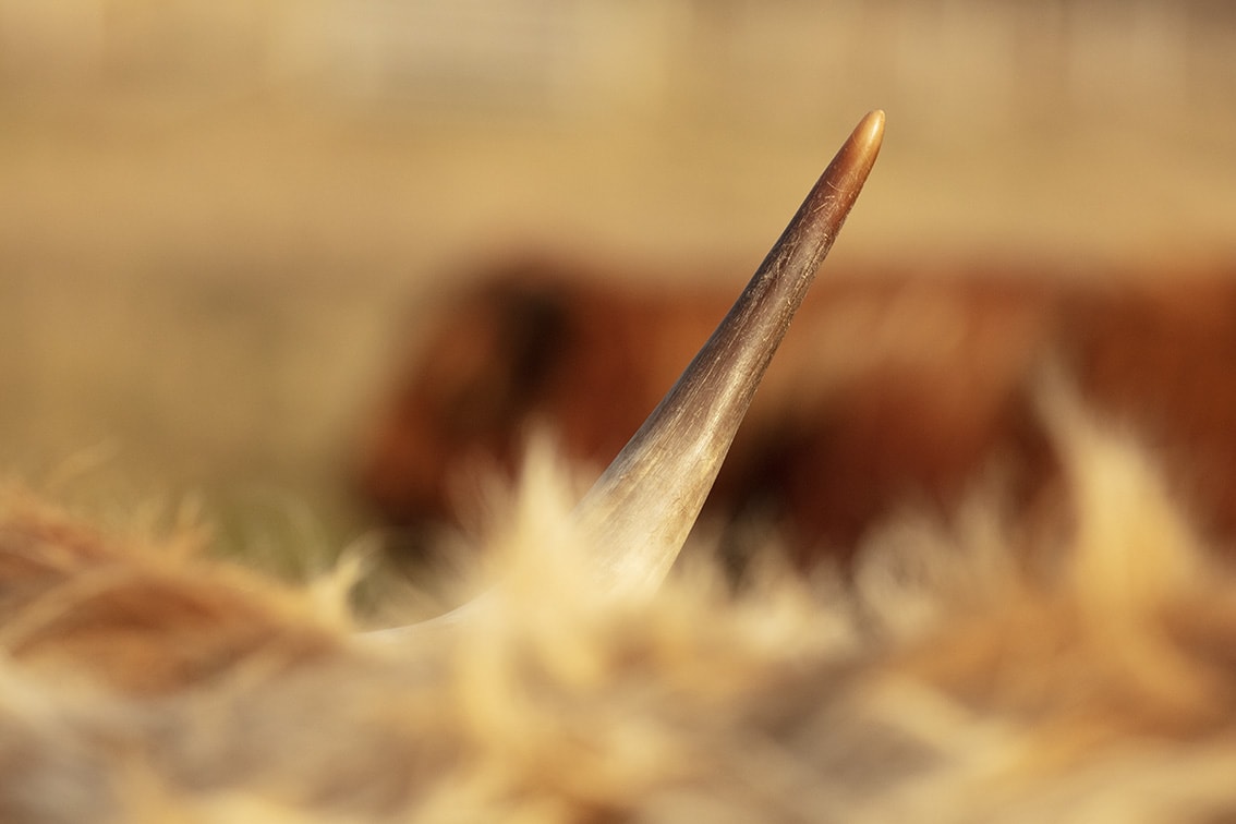 Broad Bay Highland Cattle Fold Imagery by Jade Starmore