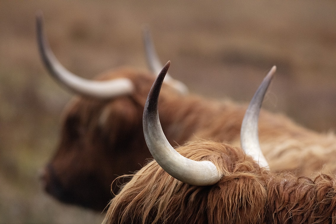 Broad Bay Highland Cattle Fold Imagery by Jade Starmore