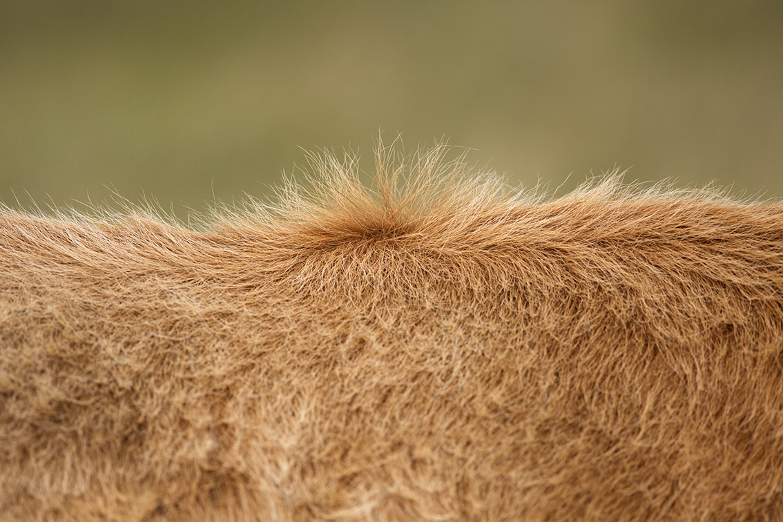 Broad Bay Highland Cattle Fold Imagery by Jade Starmore