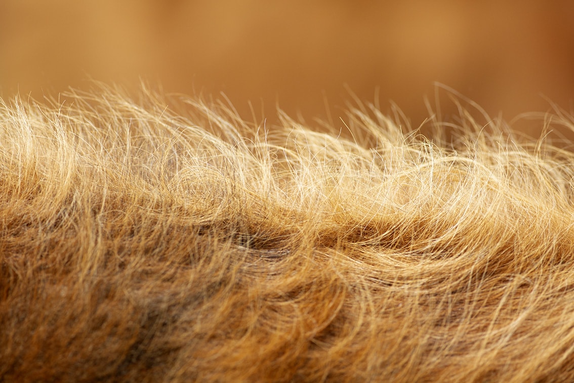 Broad Bay Highland Cattle Fold Imagery by Jade Starmore