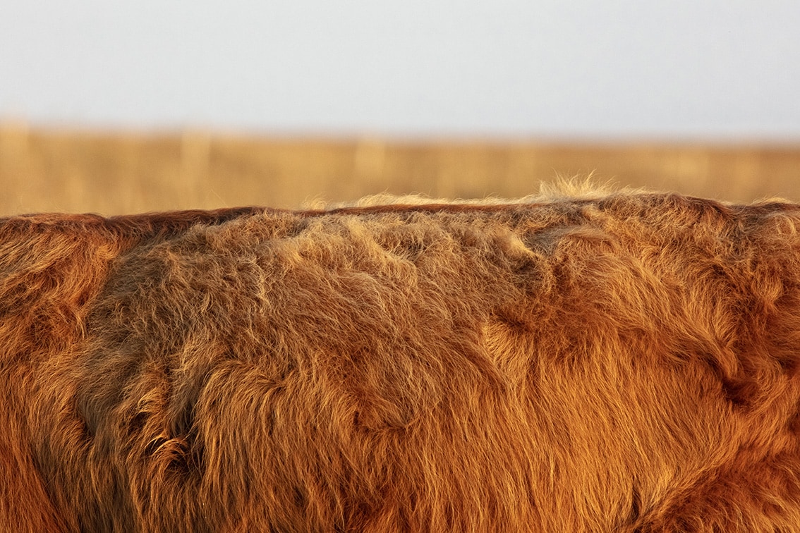 Broad Bay Highland Cattle Fold Imagery by Jade Starmore