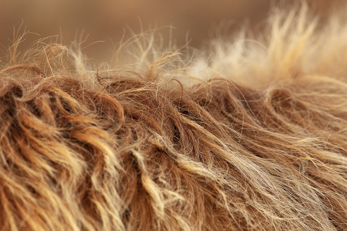 Broad Bay Highland Cattle Fold Imagery by Jade Starmore