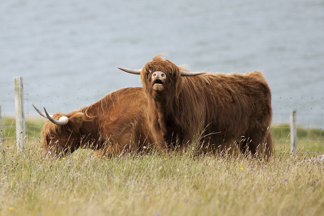 Broad Bay Highland Cattle Fold Imagery by Jade Starmore