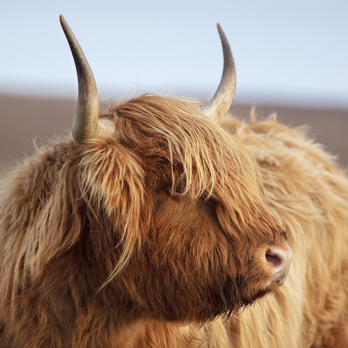 Broad Bay Highland Cattle Fold Imagery by Jade Starmore