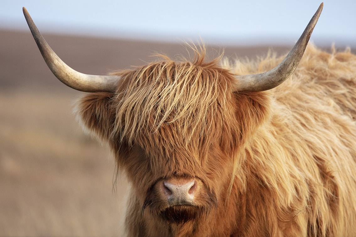 Broad Bay Highland Cattle Fold Imagery by Jade Starmore