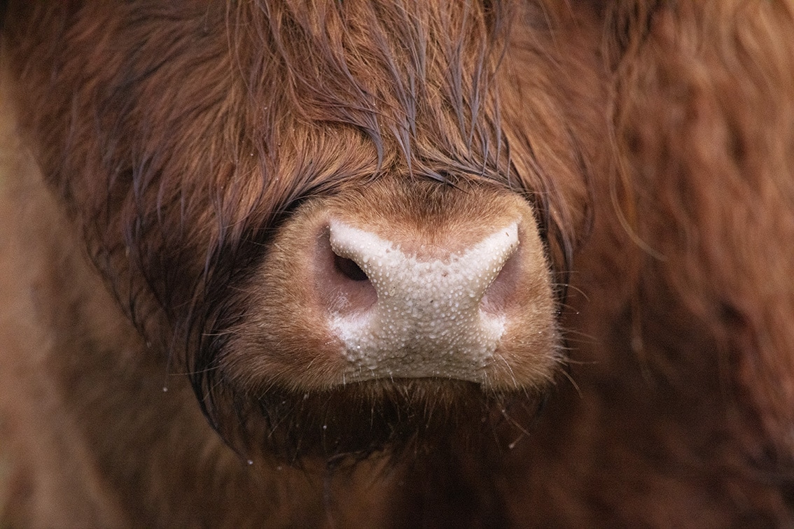 Broad Bay Highland Cattle Fold Imagery by Jade Starmore