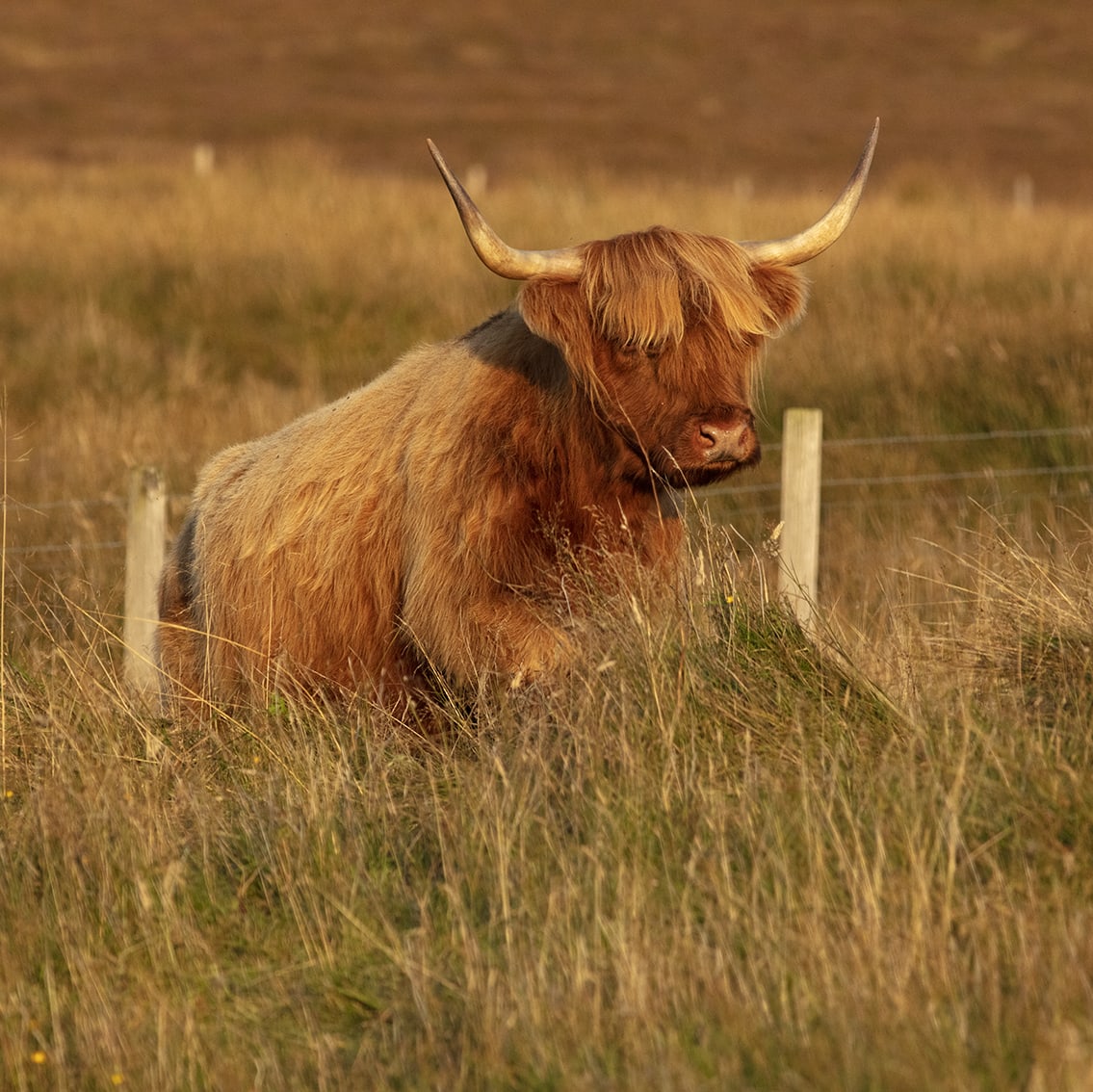 Broad Bay Highland Cattle Fold Imagery by Jade Starmore Broad Bay Highland Cattle Fold Imagery by Jade Starmore