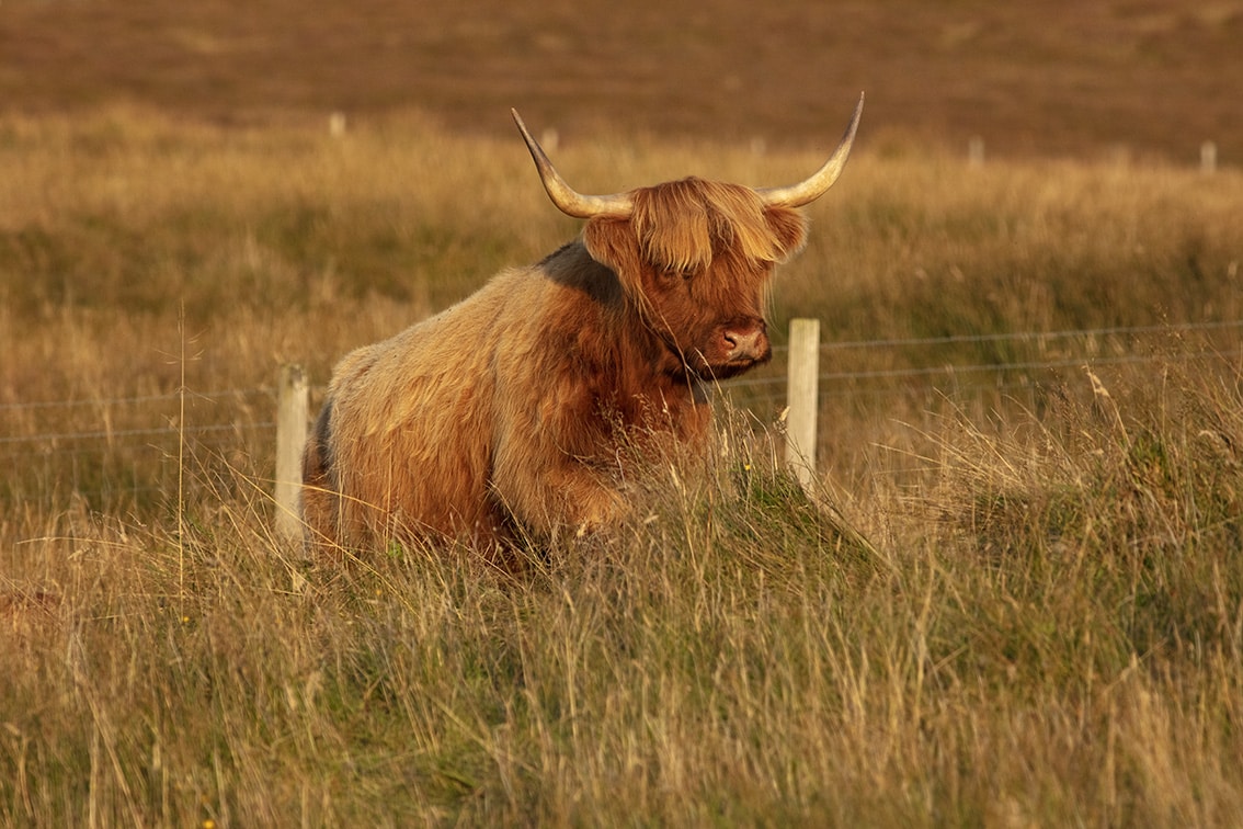 Broad Bay Highland Cattle Fold Imagery by Jade Starmore