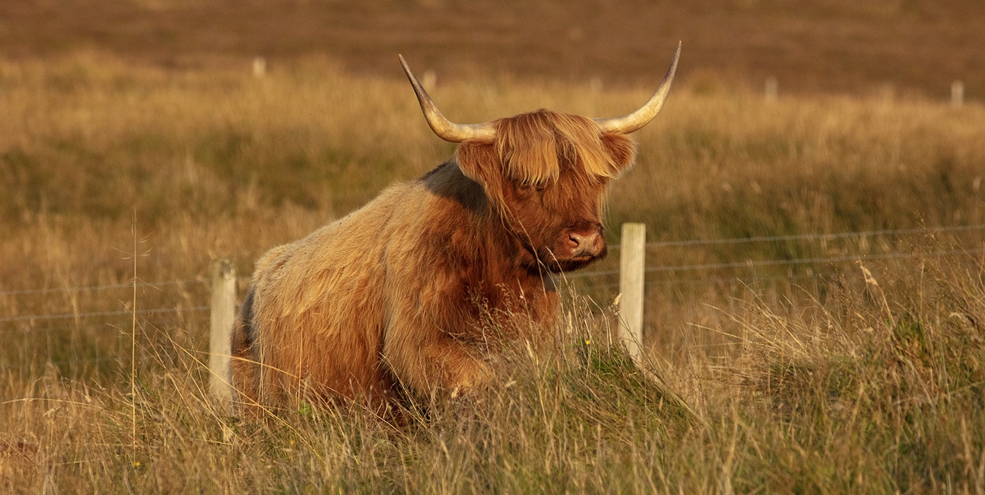 Broad Bay Highland Cattle Fold Imagery by Jade Starmore