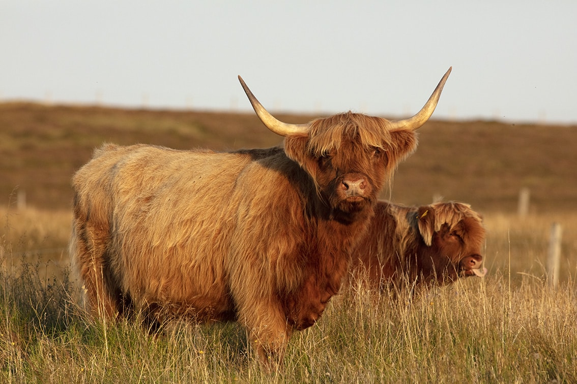 Broad Bay Highland Cattle Fold Imagery by Jade Starmore