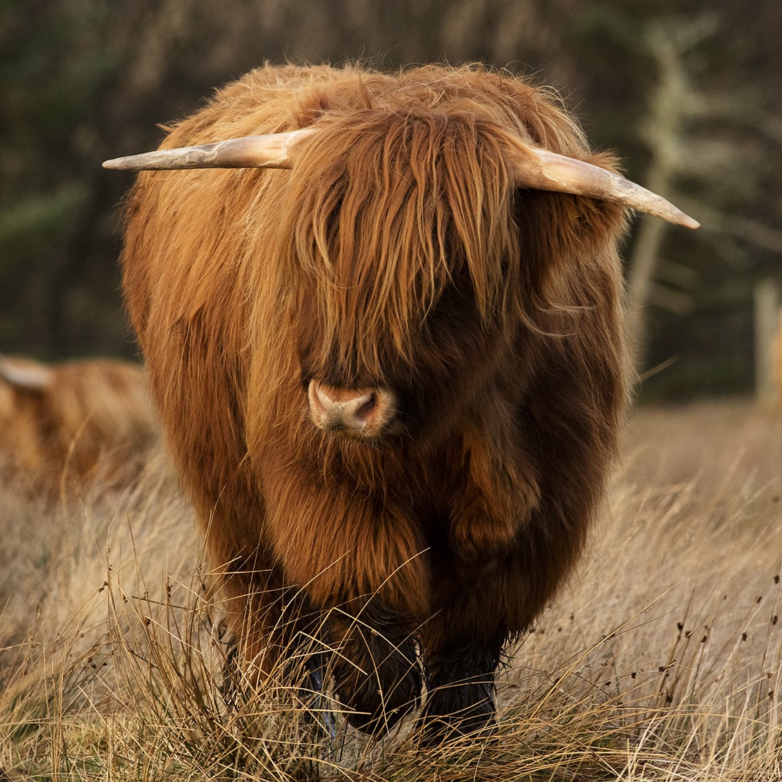 Broad Bay Highland Cattle Fold Imagery by Jade Starmore