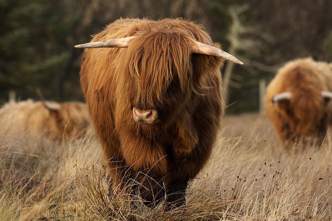 Broad Bay Highland Cattle Fold Imagery by Jade Starmore