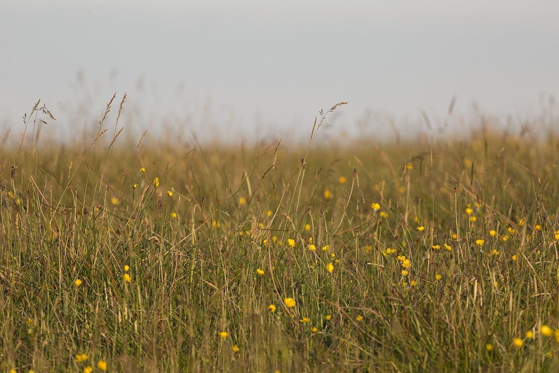 Broad Bay Highland Cattle Fold Imagery by Jade Starmore