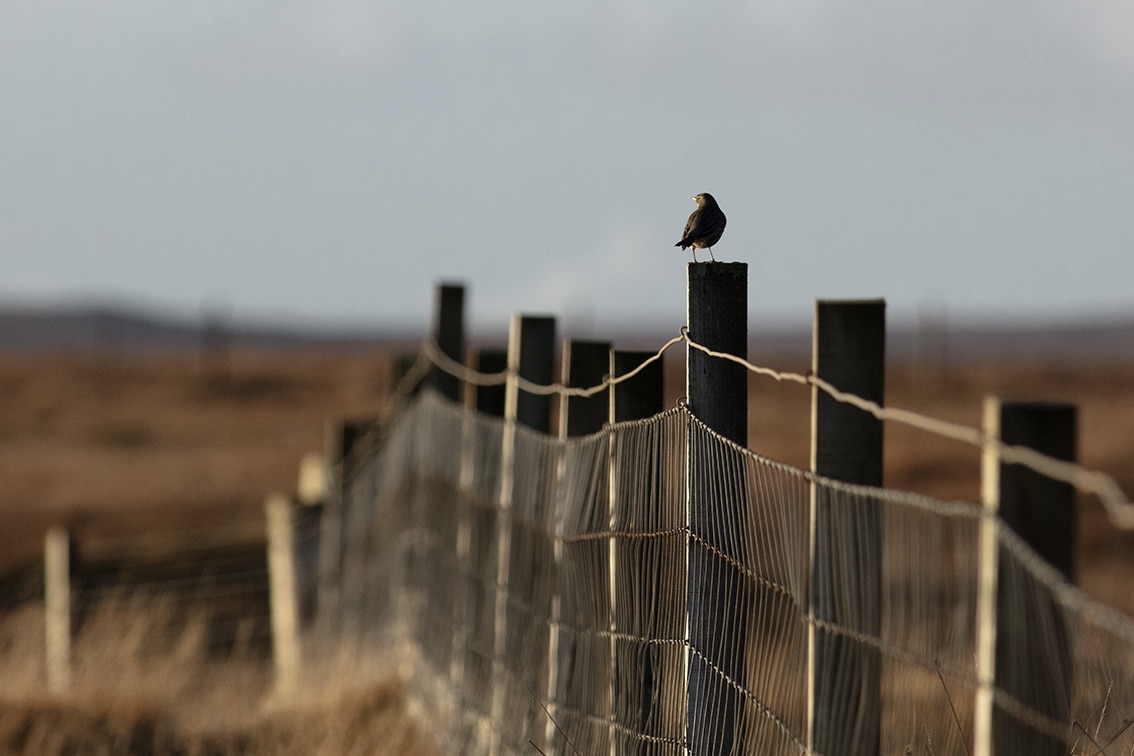 Broad Bay Highland Cattle Fold Imagery by Jade Starmore