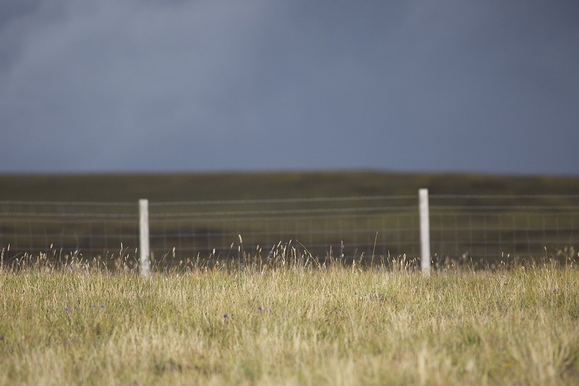 Broad Bay Highland Cattle Fold Imagery by Jade Starmore