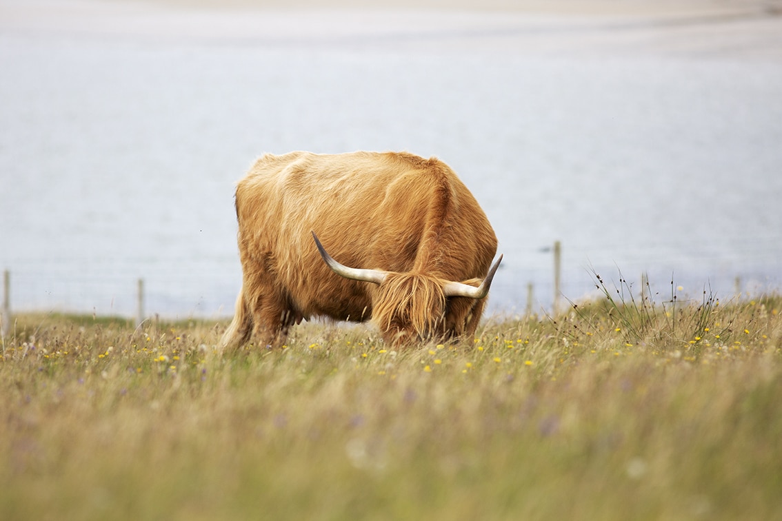 Broad Bay Highland Cattle Fold Imagery by Jade Starmore