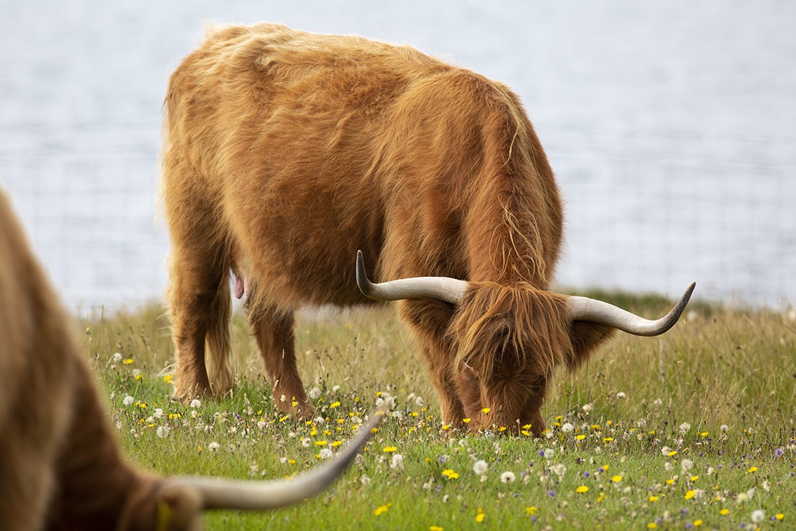 Broad Bay Highland Cattle Fold Imagery by Jade Starmore