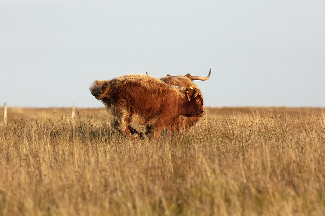 Broad Bay Highland Cattle Fold Imagery by Jade Starmore