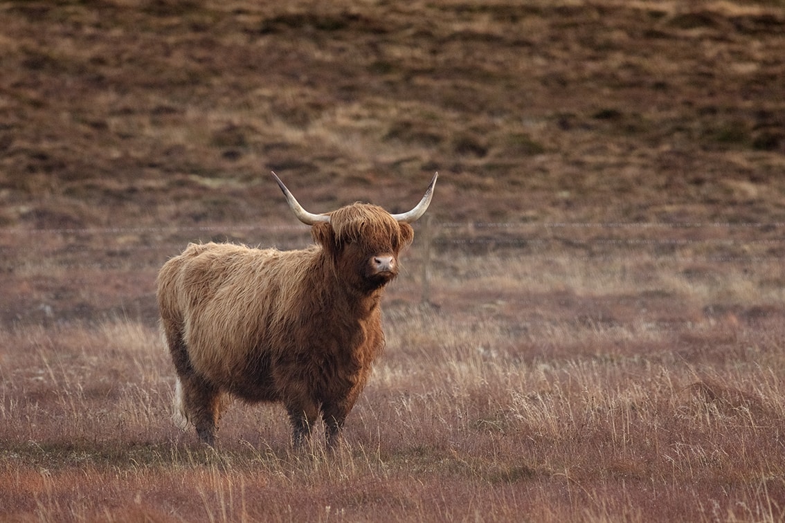 Broad Bay Highland Cattle Fold Imagery by Jade Starmore