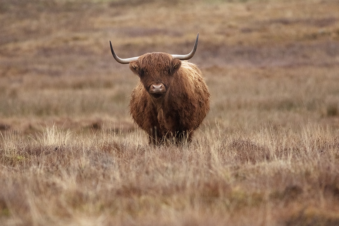 Broad Bay Highland Cattle Fold Imagery by Jade Starmore