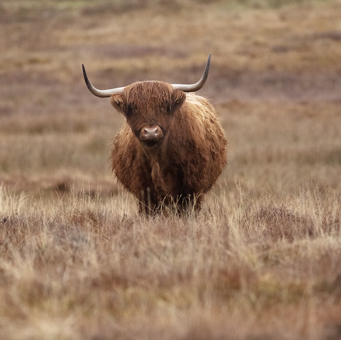 Broad Bay Highland Cattle Fold Imagery by Jade Starmore