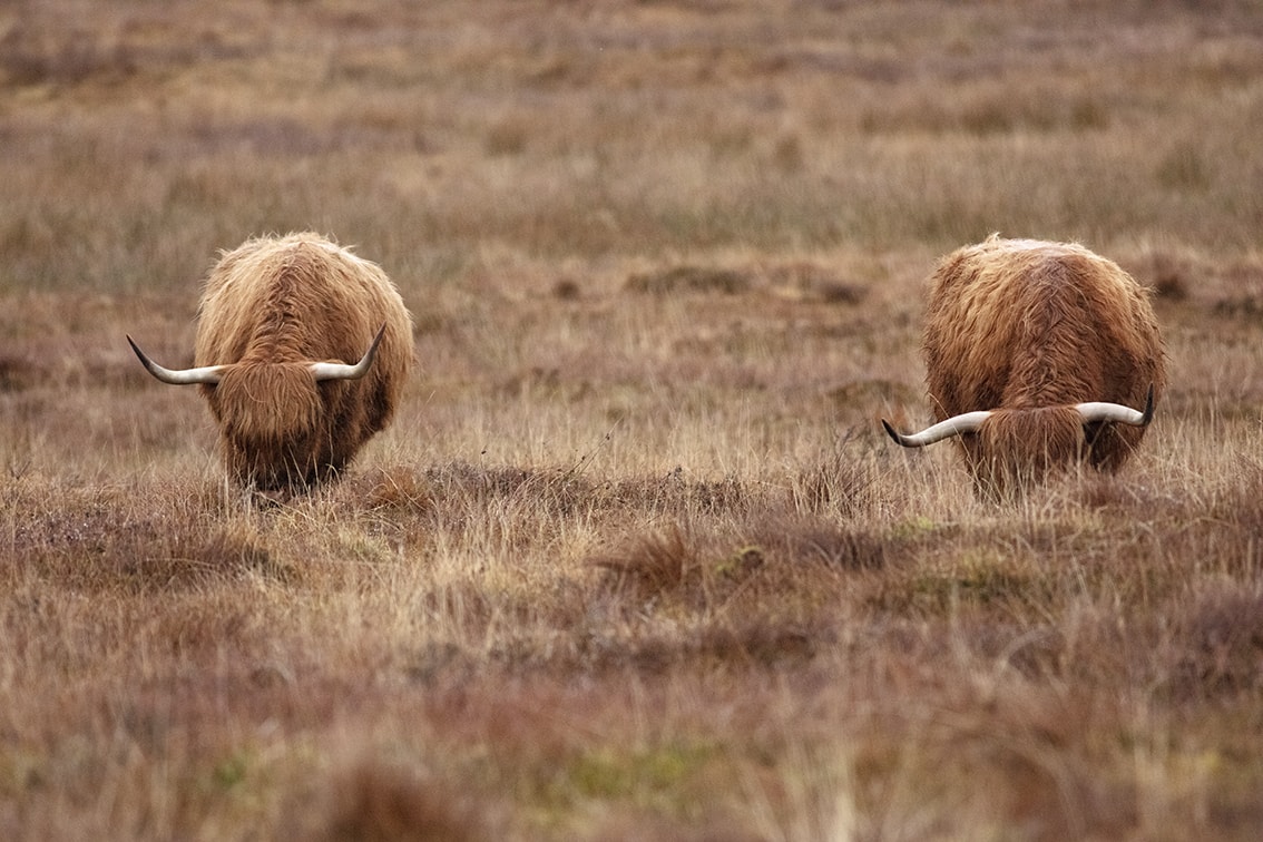 Broad Bay Highland Cattle Fold Imagery by Jade Starmore