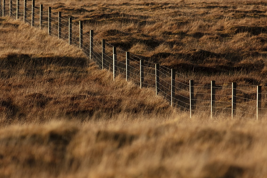 Broad Bay Highland Cattle Fold Imagery by Jade Starmore