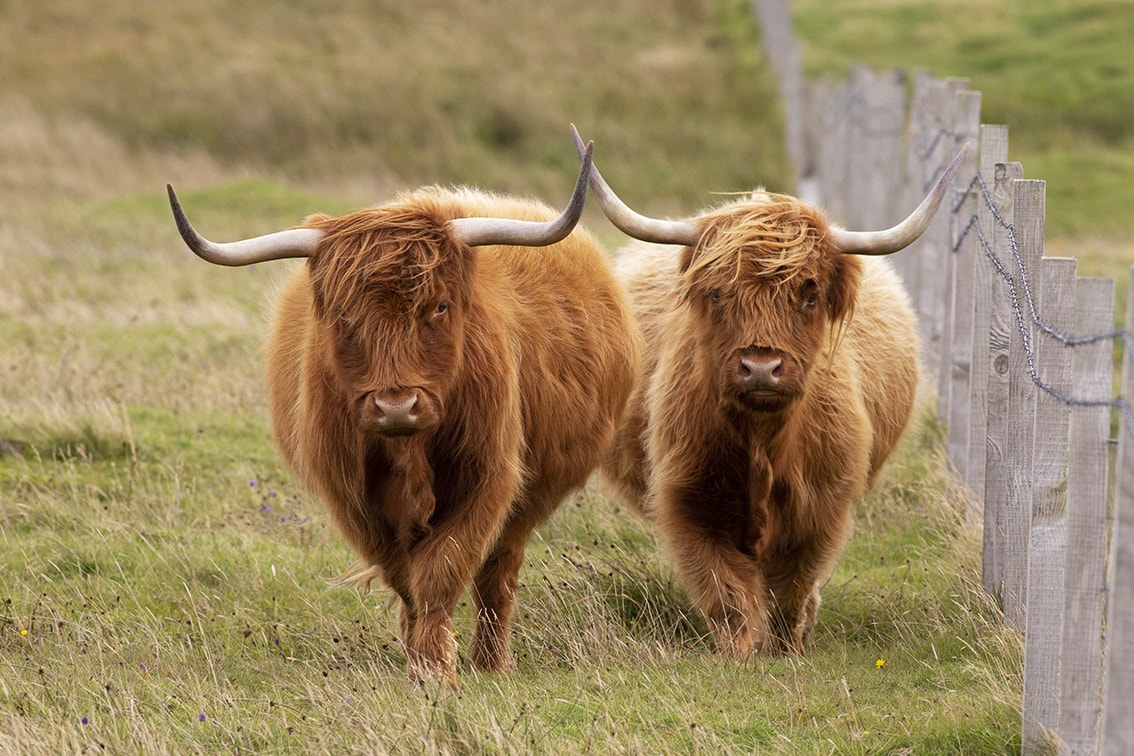 Broad Bay Highland Cattle Fold Imagery by Jade Starmore