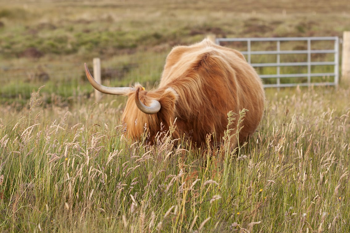 Broad Bay Highland Cattle Fold Imagery by Jade Starmore