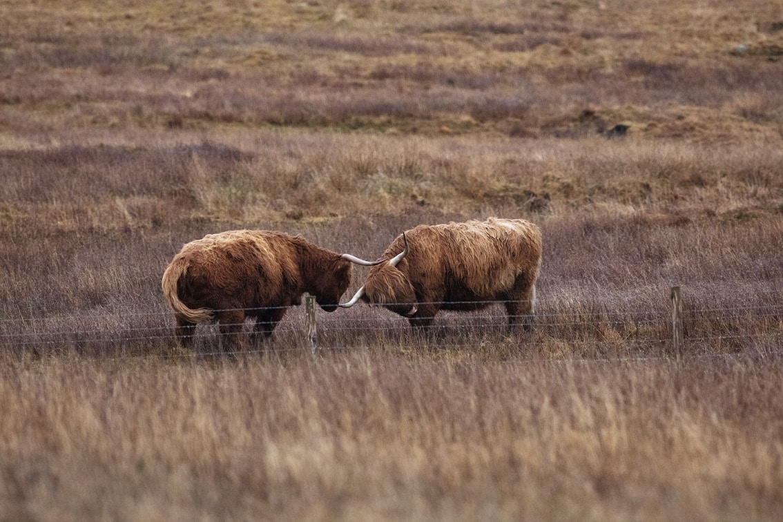 Broad Bay Highland Cattle Fold Imagery by Jade Starmore