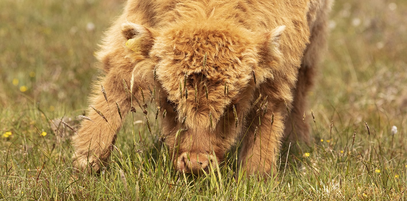 Broad Bay Highland Cattle Fold Imagery by Jade Starmore