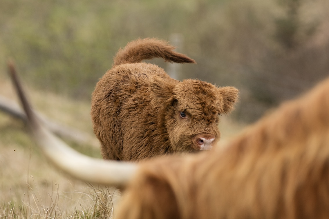 Broad Bay Highland Cattle Fold Imagery by Jade Starmore