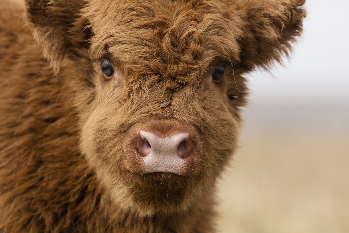 Broad Bay Highland Cattle Fold Imagery by Jade Starmore