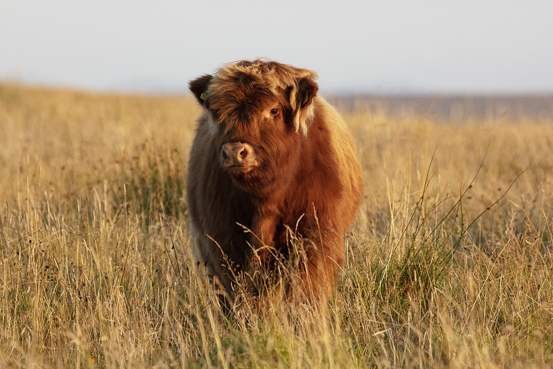 Broad Bay Highland Cattle Fold Imagery by Jade Starmore