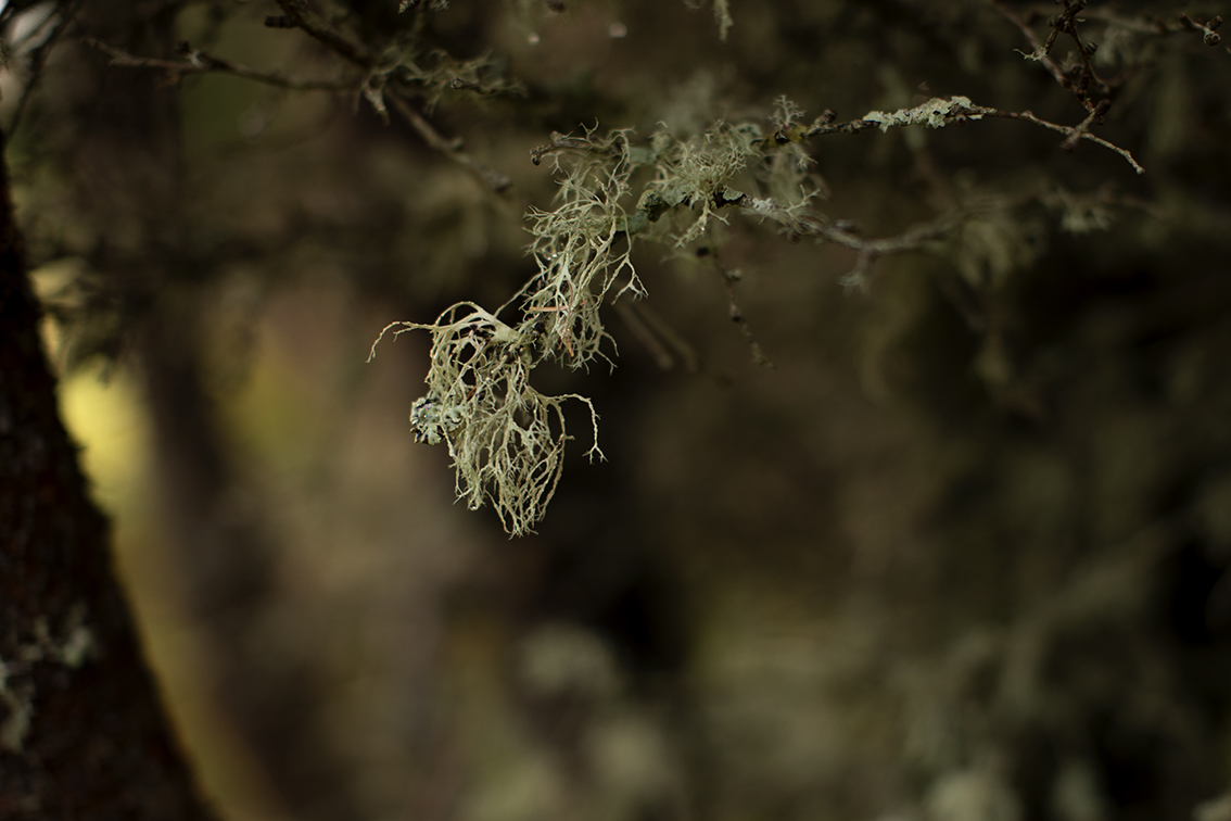 Broad Bay Highland Cattle Fold Imagery by Jade Starmore