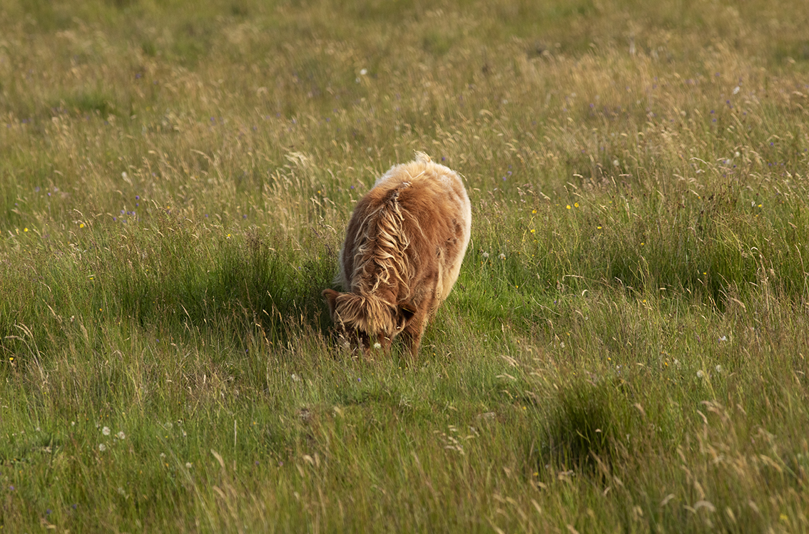 Broad Bay Highland Cattle Fold Imagery by Jade Starmore