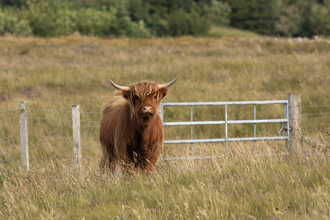 Broad Bay Highland Cattle Fold Imagery by Jade Starmore