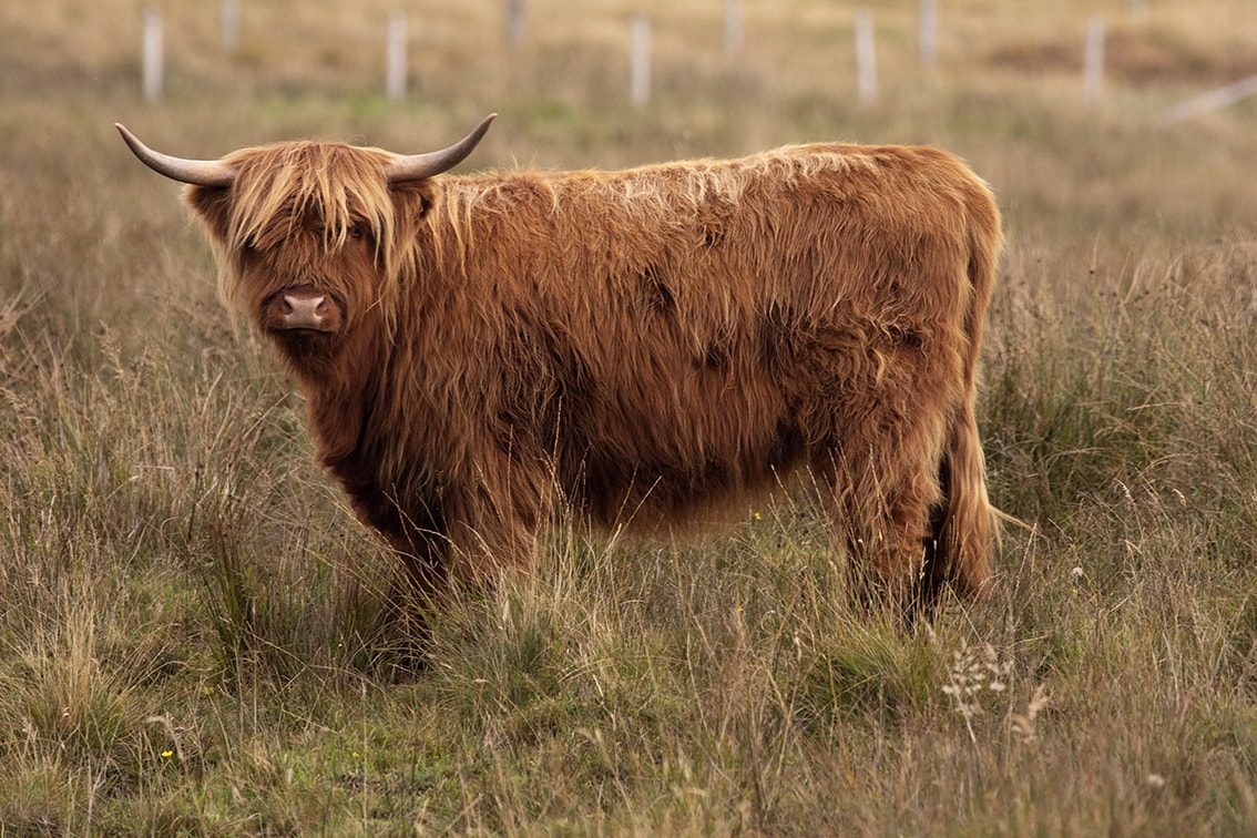 Broad Bay Highland Cattle Fold Imagery by Jade Starmore