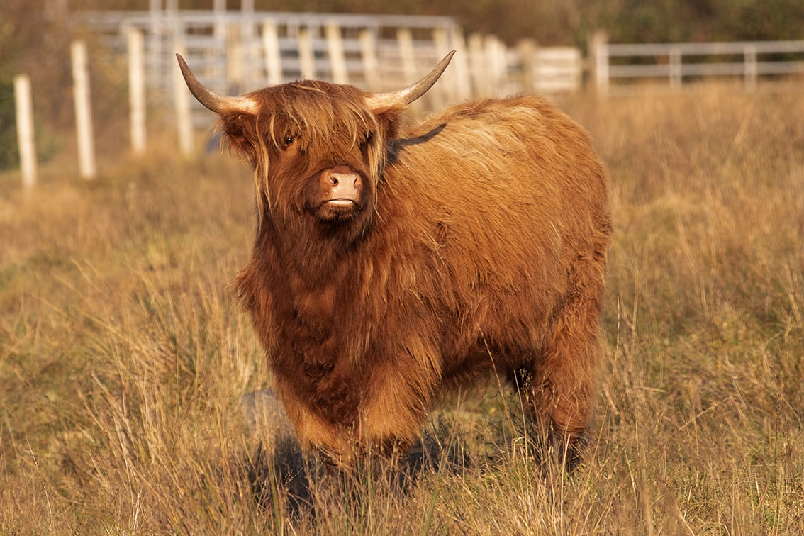 Broad Bay Highland Cattle Fold Imagery by Jade Starmore